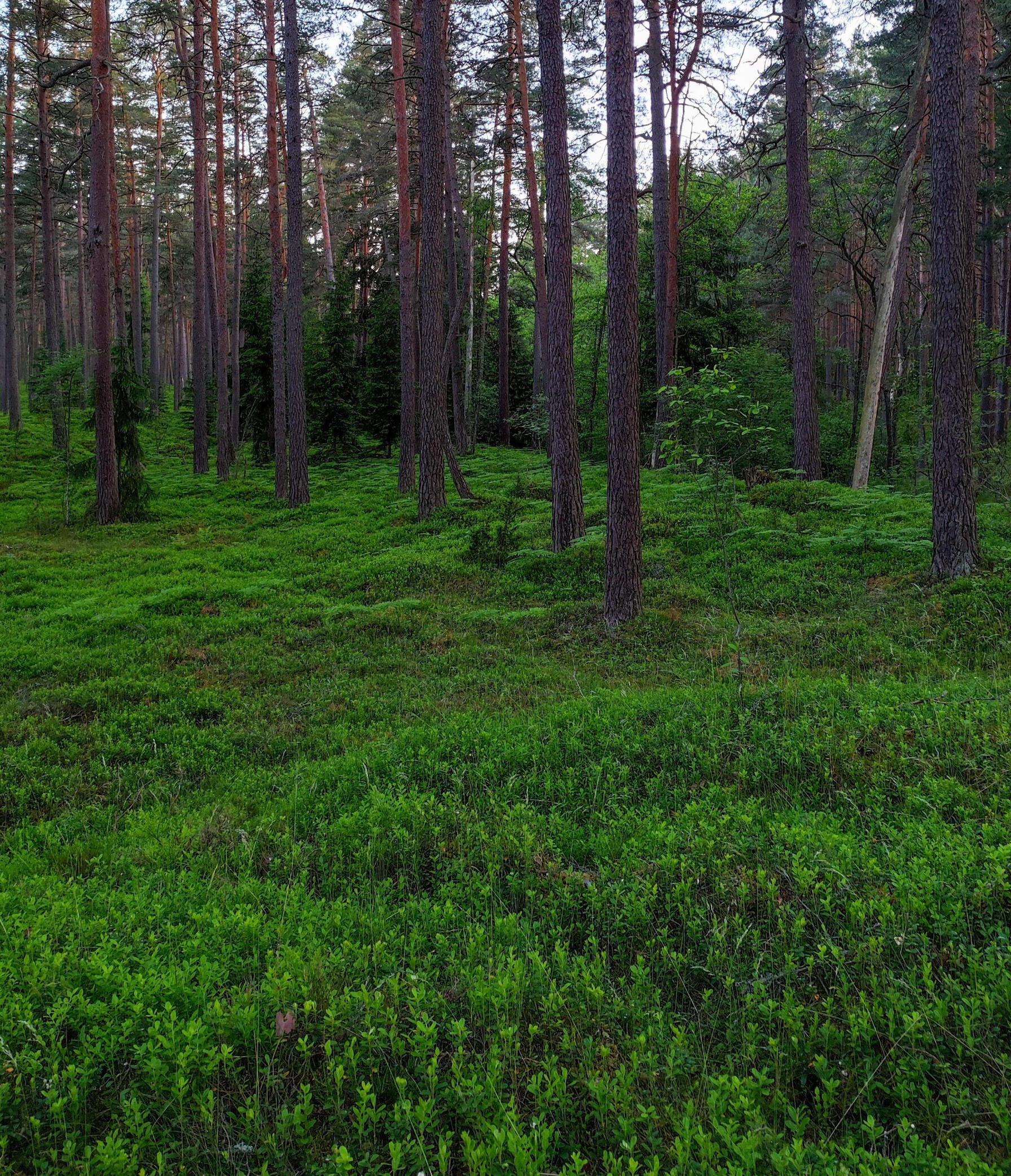 Пространство, где можно быть собой. Без давления. Тихий лес с мхом. Образ безопасного пространства, где можно быть собой.